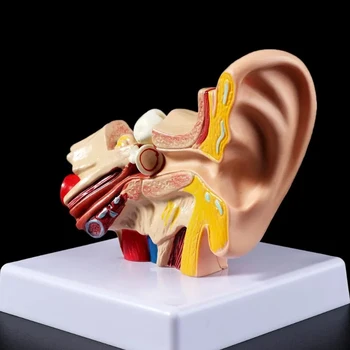 1,5 Раза Медицинский реквизит модель человеческого уха в Натуральную величину Анатомическая Модель Органа Медицинская Лаборатория Учебные Принадлежности Профессиональные 11X11X11CM