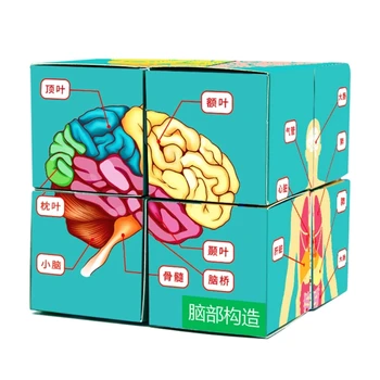 Инструмент для изучения Анатомии Cube Learning Tool Анатомическая Диаграмма Устанавливает Куб Для Изучения Органов человеческого Тела