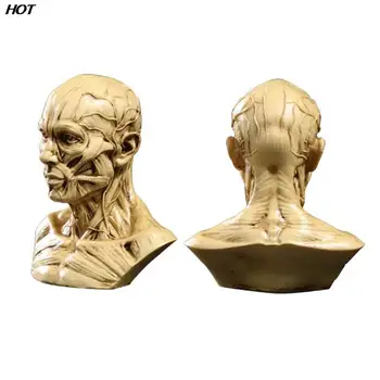 Модель головы с мышечным скелетом человека, мышечная голова, Анатомия черепа, скульптура, художественный эскиз, медицинские учебные принадлежности